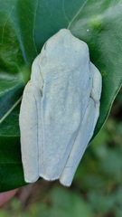 Boana platanera