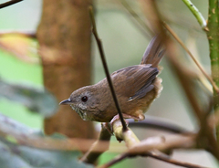 Pellorneum albiventre