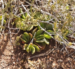 Glottiphyllum longum