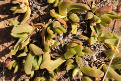 Glottiphyllum longum