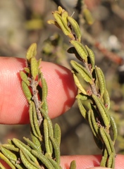 Agathosma microcarpa