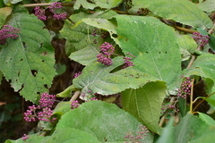 Callicarpa rubella