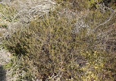Agathosma microcarpa