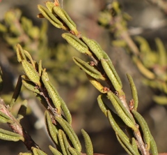 Agathosma microcarpa