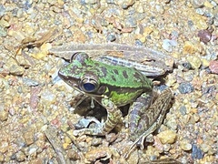 Odorrana hosii