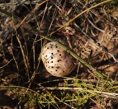 Asparagobius braunsi