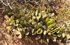 Glottiphyllum longum