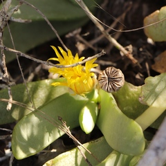 Glottiphyllum longum