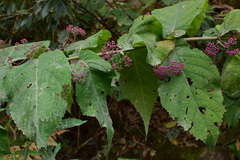 Callicarpa rubella
