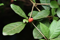 Synsepalum dulcificum