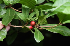 Synsepalum dulcificum