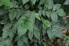 Tetradium glabrifolium
