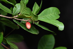 Synsepalum dulcificum
