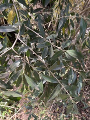 Oleaceae