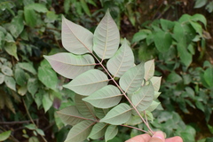 Tetradium glabrifolium