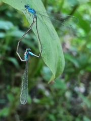 Archibasis oscillans