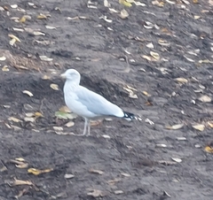 Larus argentatus