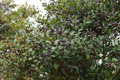Syzygium buxifolium