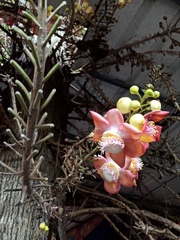 Couroupita guianensis