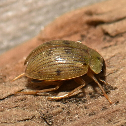 Berosus peregrinus photo 5