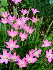 Zephyranthes carinata