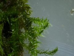 Rhynchostegium riparioides