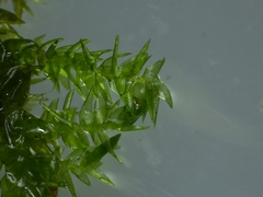 Rhynchostegium riparioides