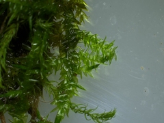 Rhynchostegium riparioides