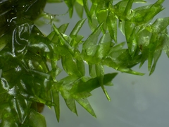 Rhynchostegium riparioides