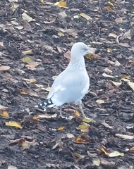 Larus argentatus