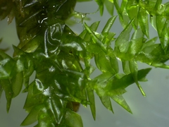 Rhynchostegium riparioides