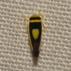 Colladonus clitellarius