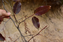 Vaccinium mandarinorum