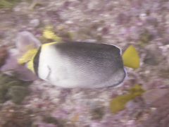 Chaetodontoplus mesoleucus