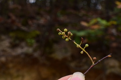 Vaccinium mandarinorum