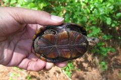 Kinosternon subrubrum subrubrum