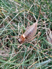 Ephippiger terrestris