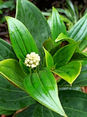 Medinilla