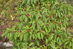 Ilex buergeri