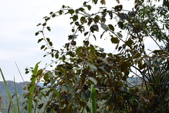 Actinidia chinensis
