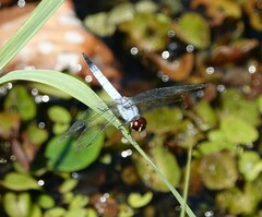 Brachydiplax denticauda