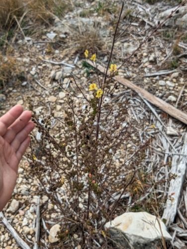 Image of Seymeria texana by (c) Cleveland Powell, some rights reserved (CC BY)