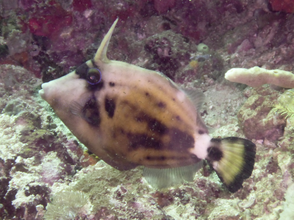 Spectacled Filefish
