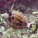 Spectacled Filefish - Photo (c) Mark Rosenstein, some rights reserved (CC BY-NC), uploaded by Mark Rosenstein