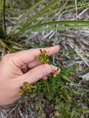 Solidago radula