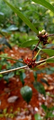 Hemidesmus indicus