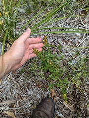 Solidago radula