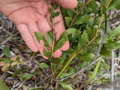 Solidago radula