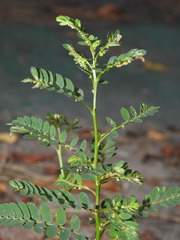 Phyllanthus urinaria hookeri