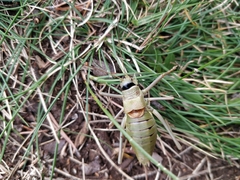 Ephippiger terrestris